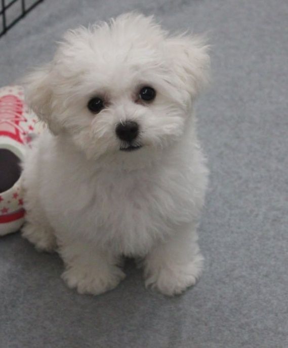 Puszyste szczęście, Bichon Frise