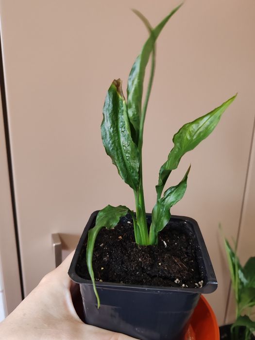 Спатифіліум.       .