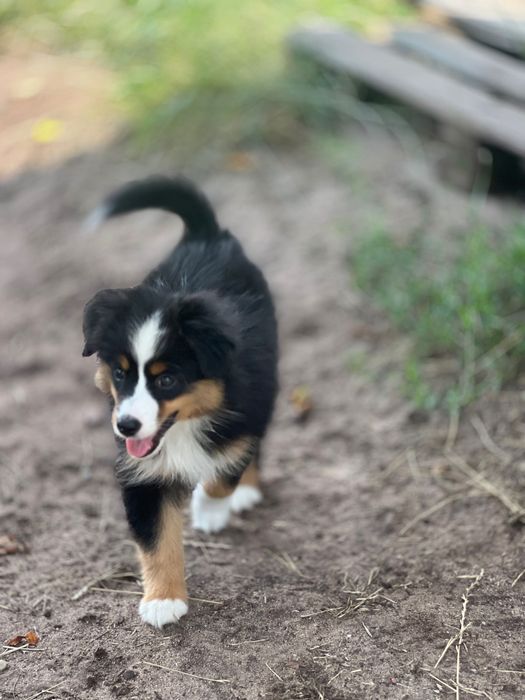 Miniaturowy Owczarek Amerykański (Mini Aussie) – wyjątkowy piesek Black Tri