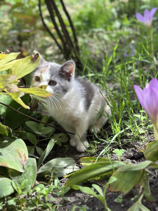 Кіт, кішка, котенята, кицька