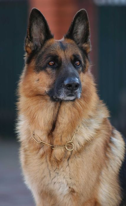 Кобель з документами для в'язки!!!