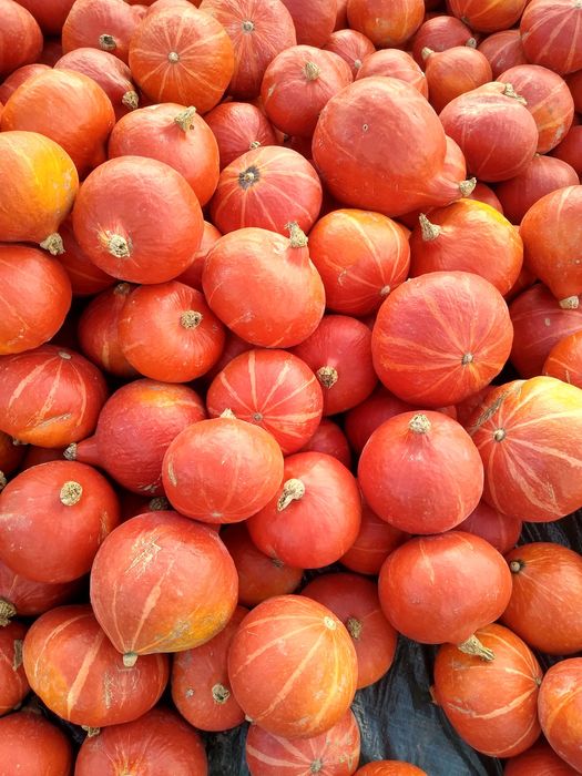 Dynia hokkaido ekologiczna