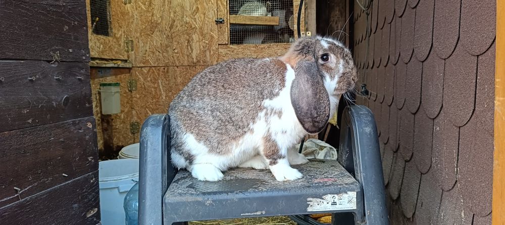 Barany francuskie samice