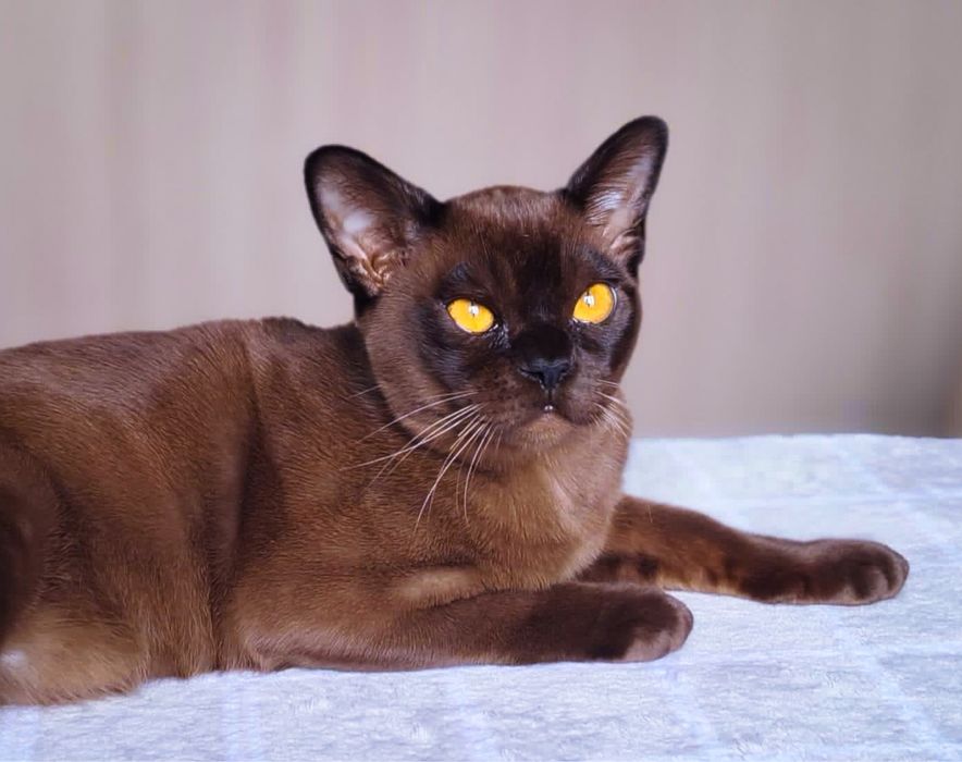 Европейская бурма - бурманский котенок