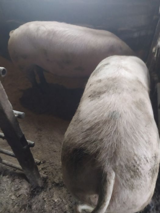 Свини живой вес  продам