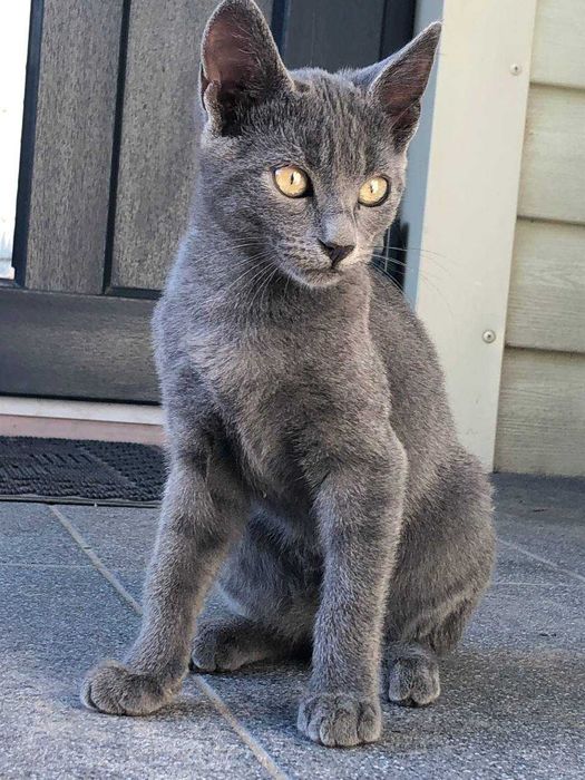 Котеня в добрі руки