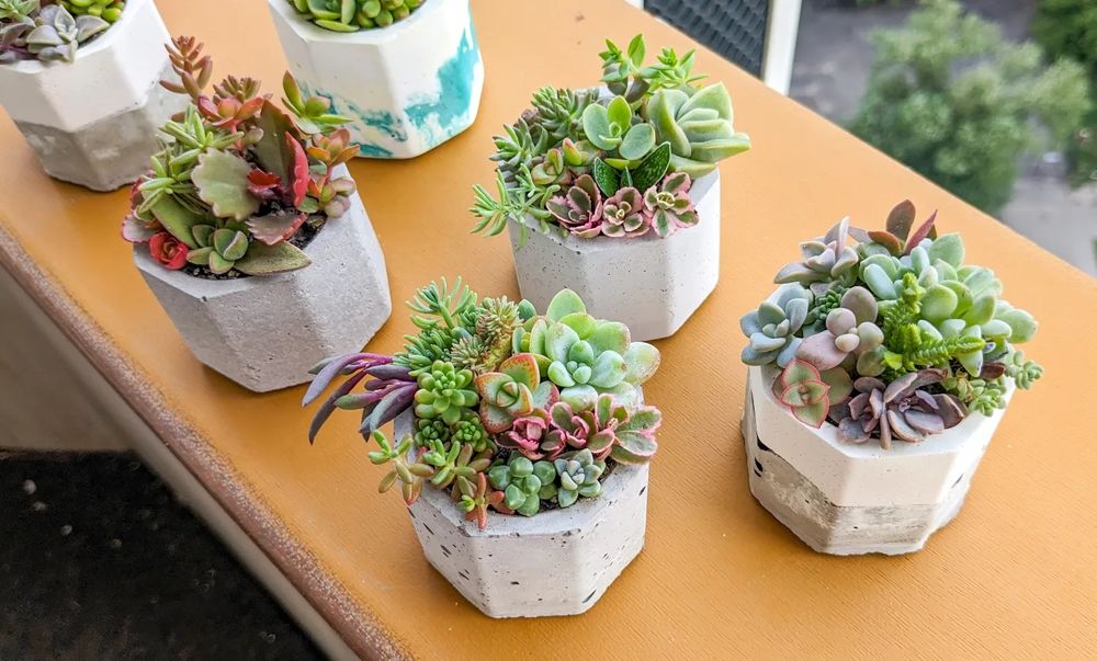 Флораріуми із сукулентами та кактусами у бетонних та скляних кашпо ...