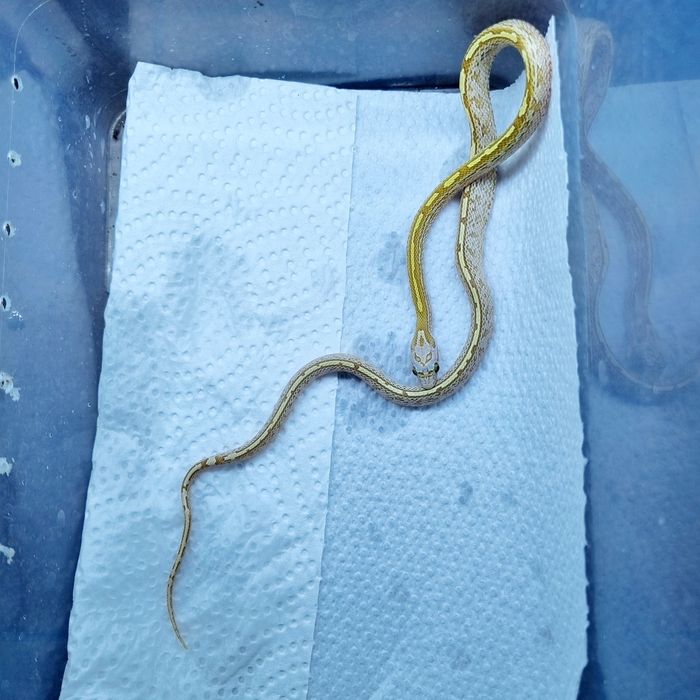 Wąż zbożowy mosque gold dust tesser samiec