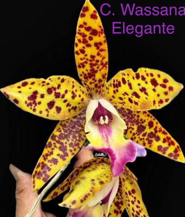 Орхідея каттлейя Cattleya Wassana Elegante Eria Pinalia Obesa