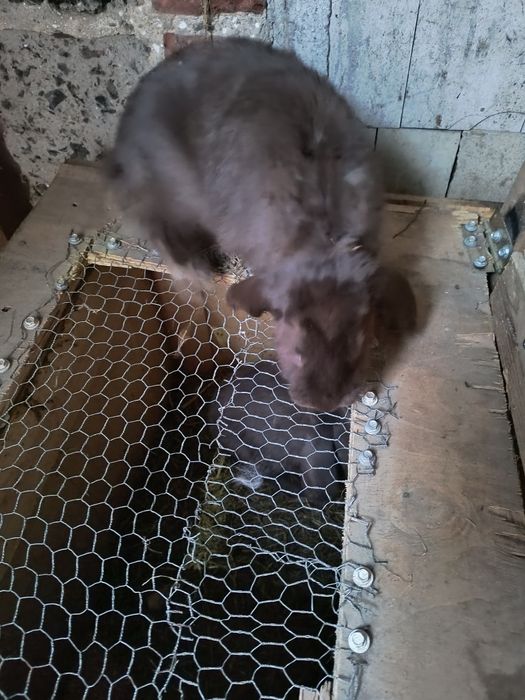 Króliki barany francuskie