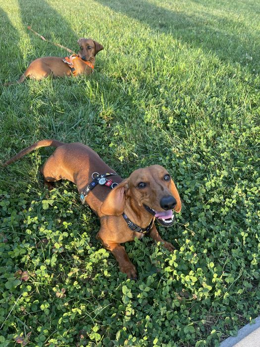 Хлопчик такса шукає дівчину для вязки ( МИ заплатимо)