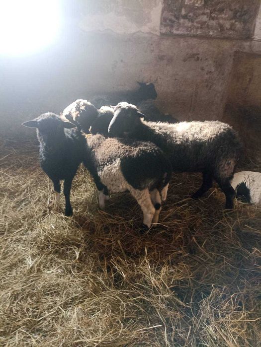 Вівці  кітні,вівці