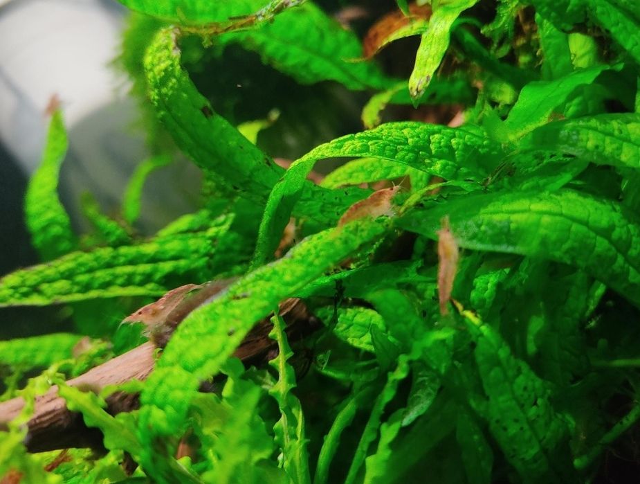 Krewetki Red Cherry + roślinki zawsze gratis