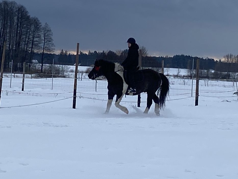 Sprzedam lub zamienie Hucuł