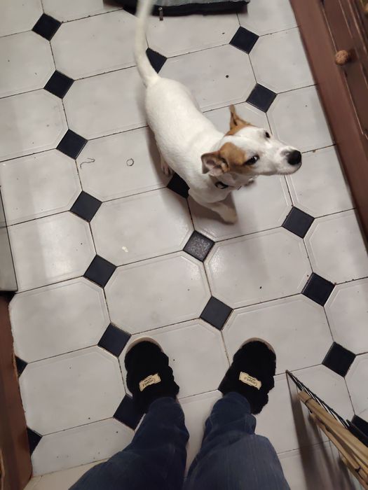 Jack Russell fofinho