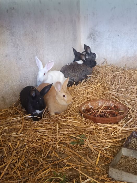 Coelhos para criação