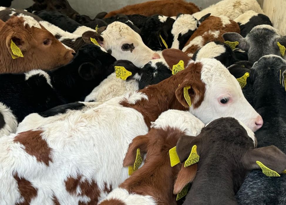 Byczki Jałówki Polskie Oleśnica