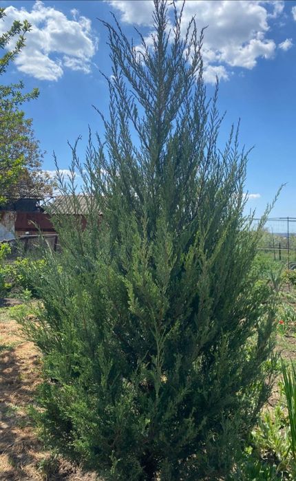 Продам саженцы можжевельник скайрокет скальный р9