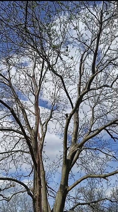 Зріз дерев. Спил деревьев. Обрізка дерев.Обрезка. Срезать ветку.
