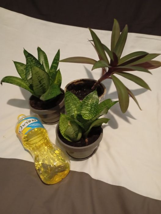 Вазон традесканця Рео в подвійному горщику з дозатором води