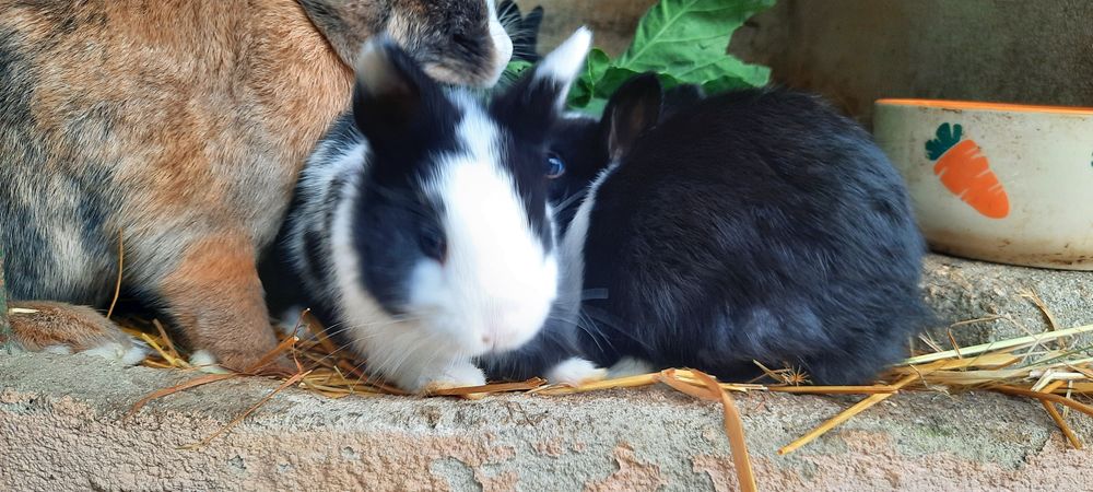 Coelhinhos Netherland Dwarf/anao holandês