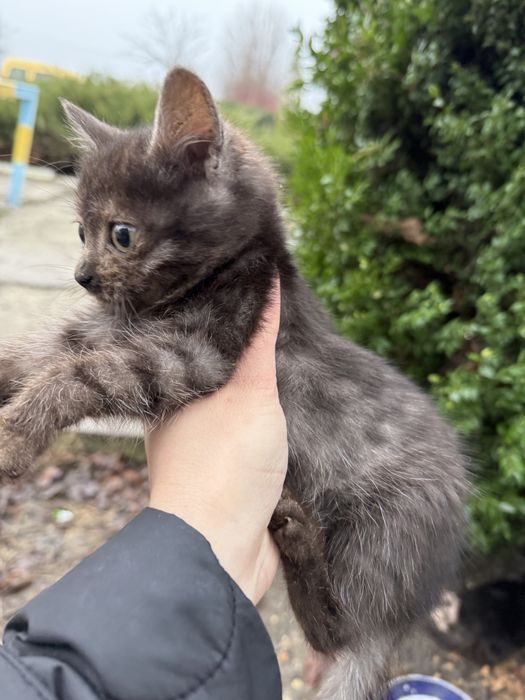 Кошенята в добрі руки