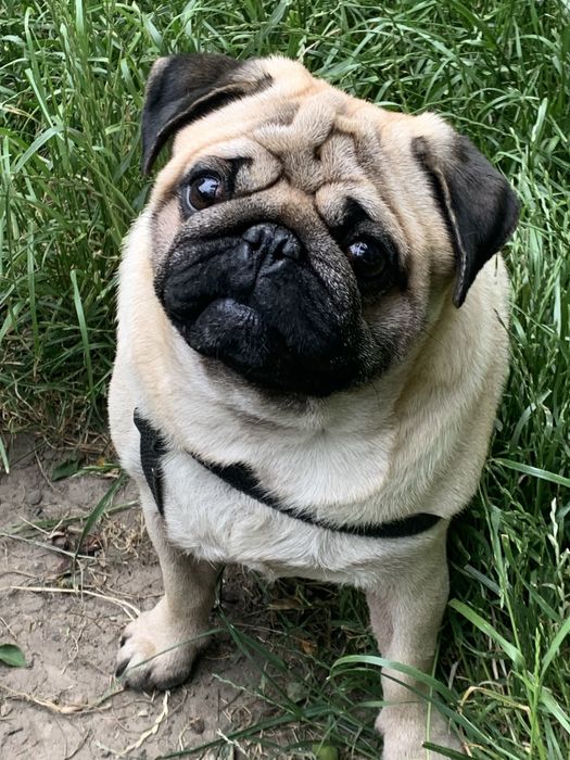 Шукаємо подружку для мопса