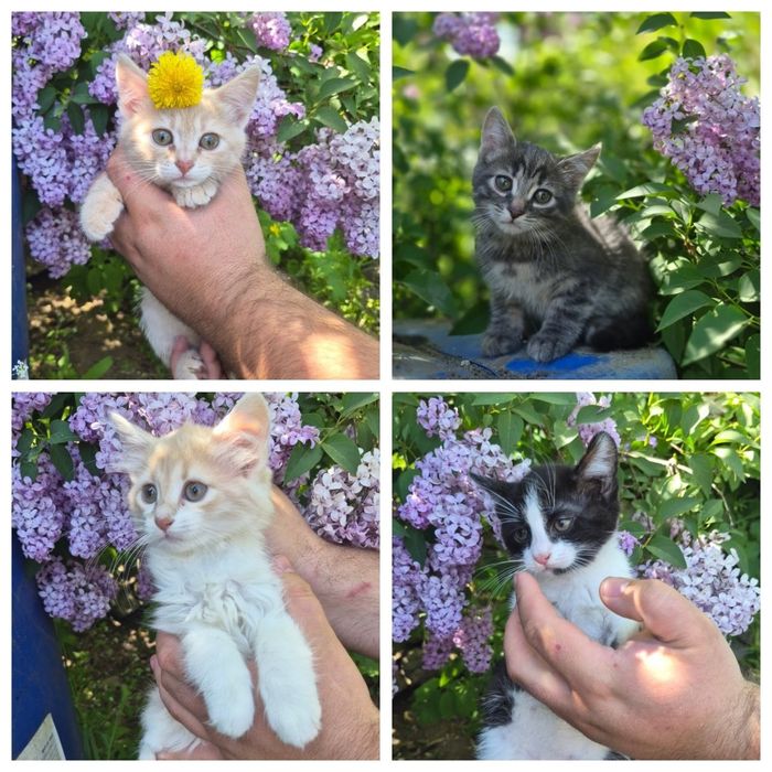 Віддам котиків 2 місяці