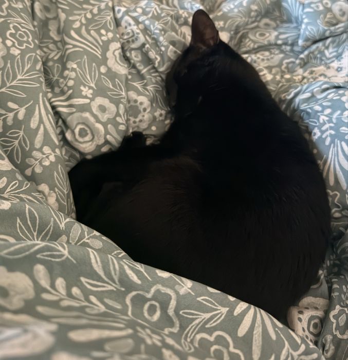 Gata para adoção