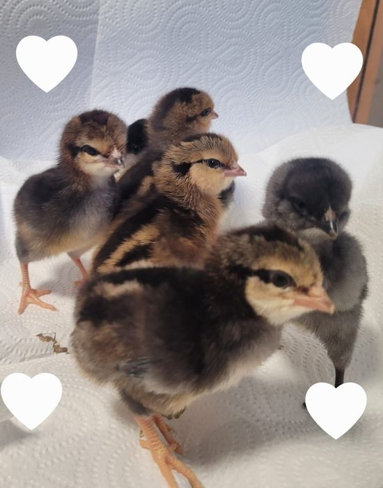 Pisklęta marans,araucana,silka,wayendotte...