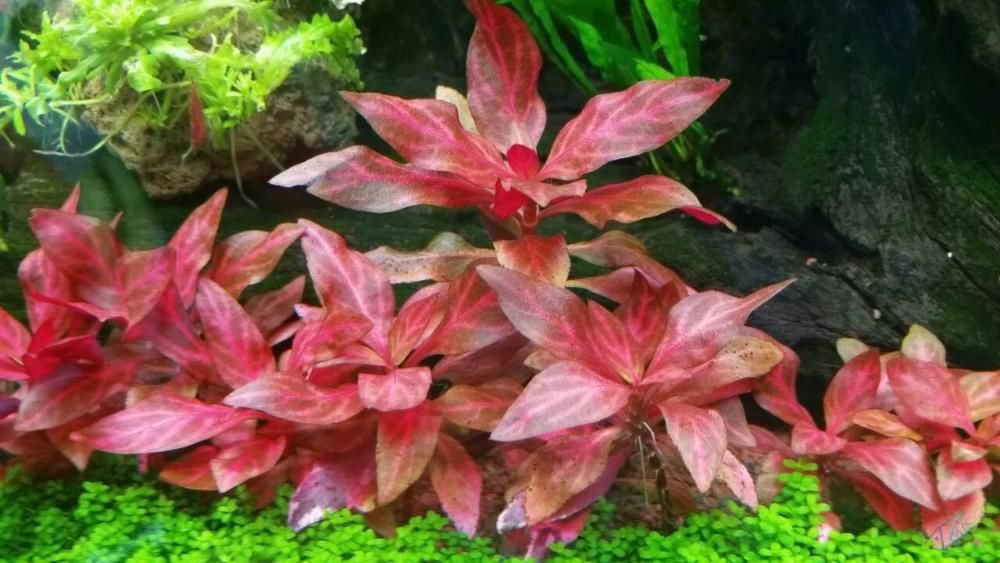 Alternanthera ROSANERVIG nowość