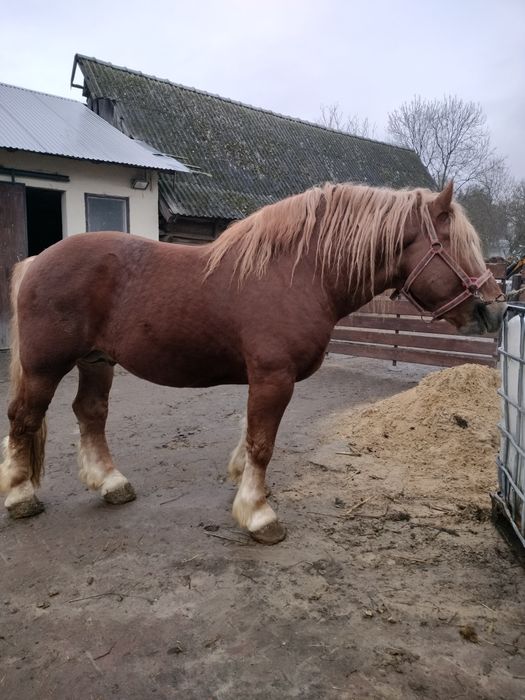 Ogier kasztan , konie, koń