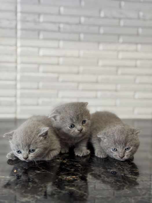 Шотланські клапоухі кошенята