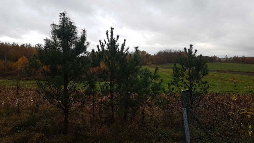 Działka budowlane, szlak Wielkich J Mazurskich, Kozin, Media, 1000m x2 - Widok 3