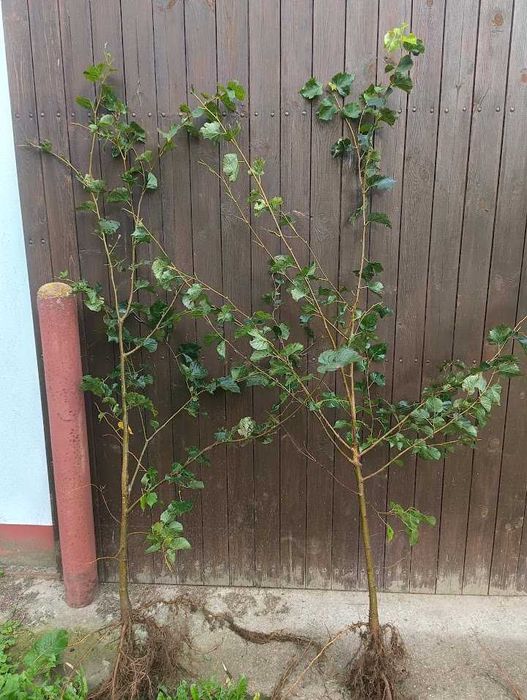 Lipa drobnolistna 150 cm 180 cm Goły korzeń