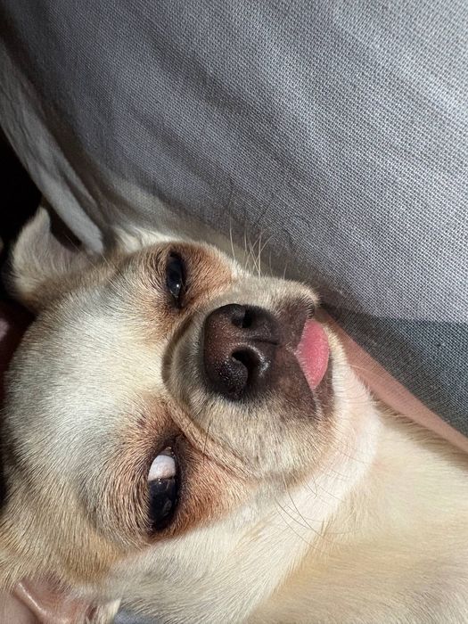 В’язка (чихуахуа, хлопчик) 1,7