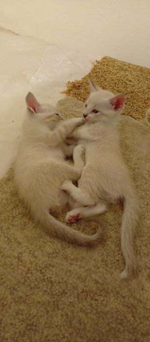 Gatinhos para adoção