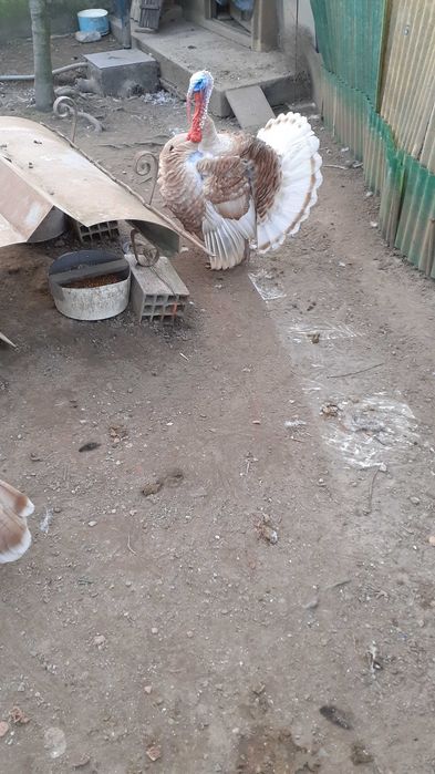 Ovos galados de galinhas Jersey gigante e sedosas do Japão