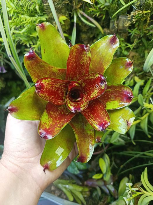 Неорегелія мініатюрна Neoregelia sp