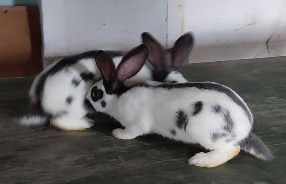 Строкачі кролики