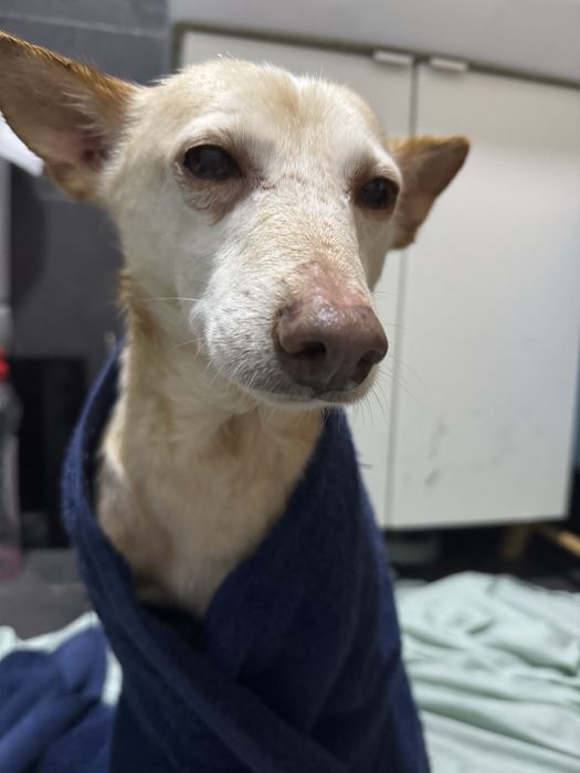 Adoção responsável Cookie