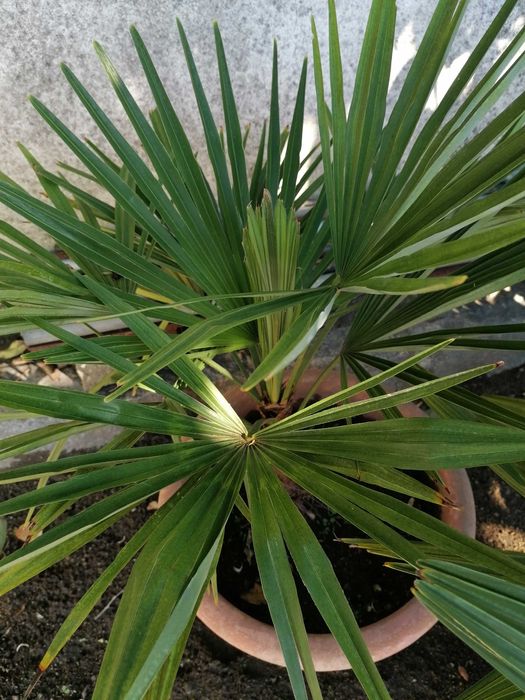 Palmeira-moinho-de-vento-chinesa (Trachycarpus fortunei)