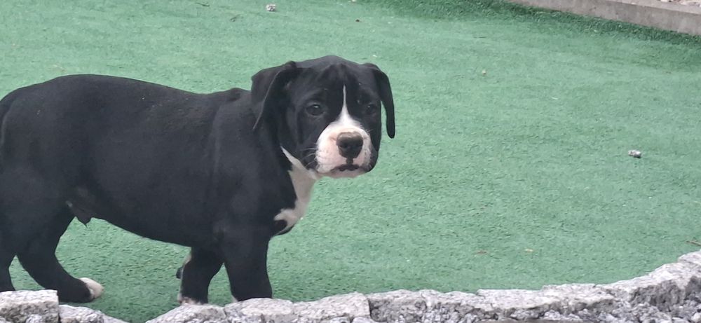 American bully standard szczenię z metryką