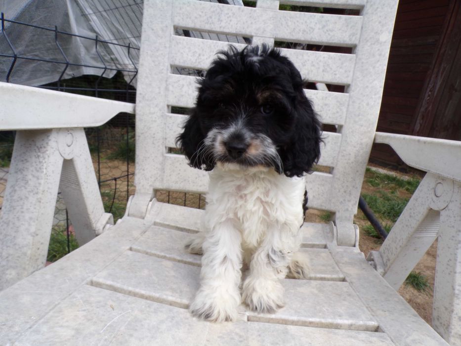 Cockapoo F1 , prześliczna, unikalna  sunia biało/ czarna, maleńka