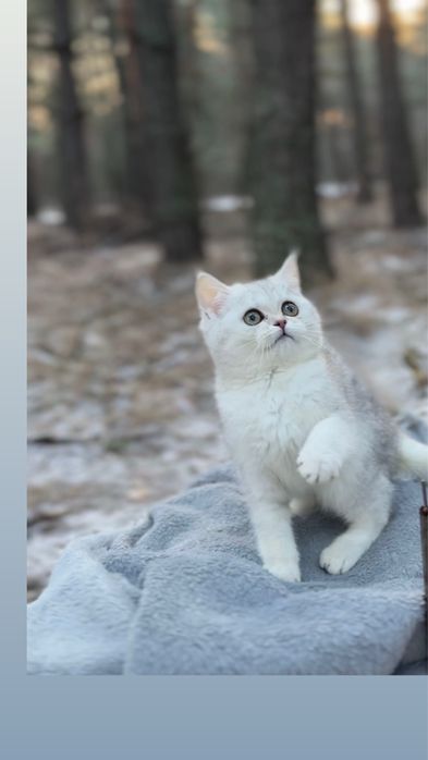 Чистокр породна киця дівчинка прямовуха шотландка срібна гарна