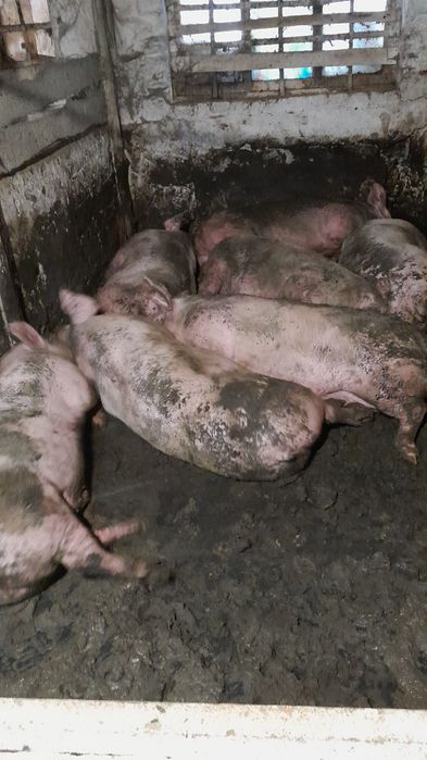 Продам свиней живым весом,Свині живою вагою 150+кг