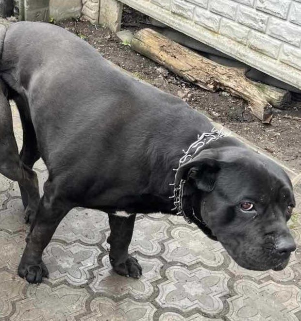 Відкрит продаж щенят Кане Корсо!!!