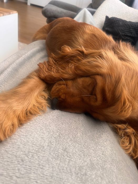 Cocker Spaniel Angielski