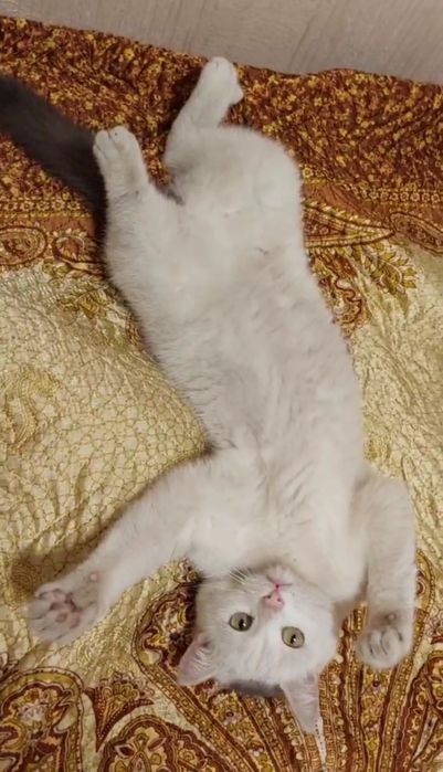 Отдам белого кота, кастрирован,  1,5 года