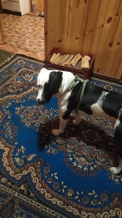 Підбуль для в'язки !!!